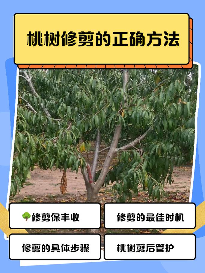 桃树开花期能修剪吗?花期修剪的风险与安全操作指南 总结