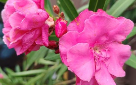 夹竹桃的花长什么样？形态特征、花期与识别要点全解析
