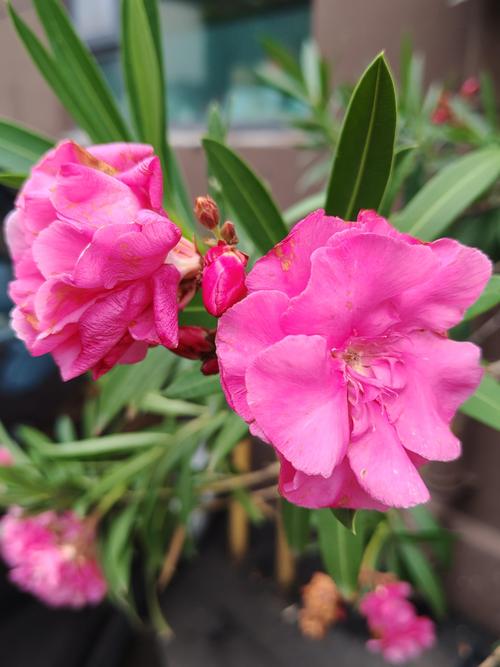夹竹桃的花长什么样？形态特征、花期与识别要点全解析