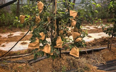 苹果套袋价格多少钱一个？规格、产地与季节影响报价