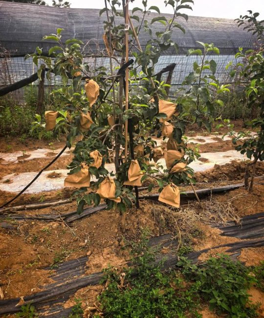 苹果套袋价格多少钱一个？规格、产地与季节影响报价