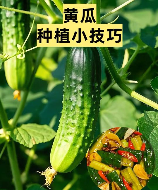 黄瓜高产优质种植指南：从定植到丰收的全流程技术要点