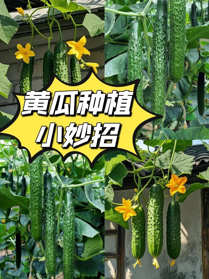 四、栽植深度