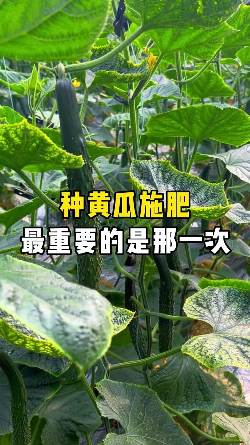 七、成活注意事项