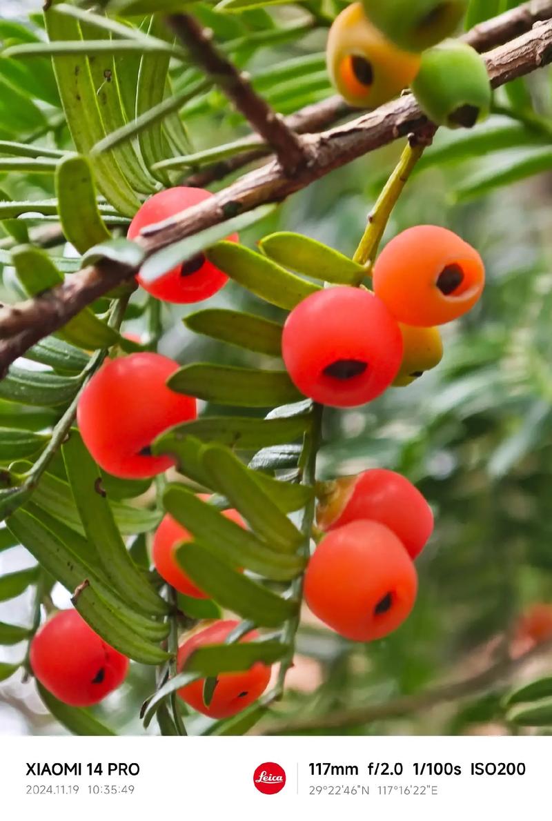 红豆杉是裸子植物还是被子植物？家庭种植必看分类知识