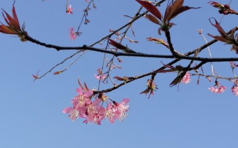 樱花养护全攻略：从种植到盛开，许你一场“触手可及”的粉色浪漫