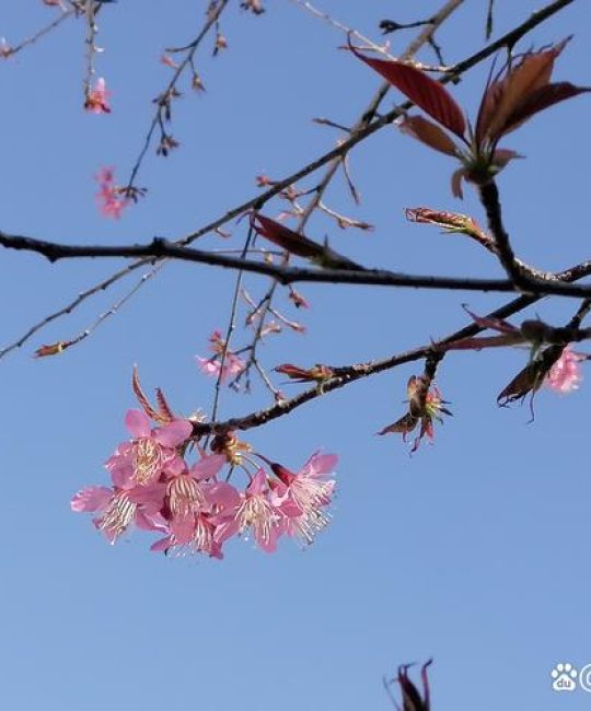 樱花养护全攻略：从种植到盛开，许你一场“触手可及”的粉色浪漫