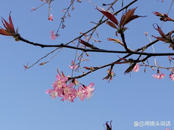 樱花养护全攻略:从种植到盛开,许你一场“触手可及”的粉色浪漫 樱花养护全攻略:从种植到盛开,许你一场“触手可及”的粉色浪漫