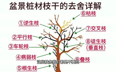 樱花树怎么修剪才好看？掌握家庭养护六要素，轻松塑造自然树形