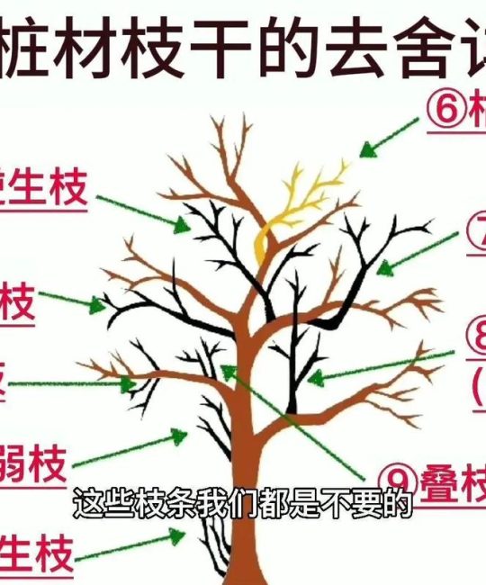 樱花树怎么修剪才好看？掌握家庭养护六要素，轻松塑造自然树形