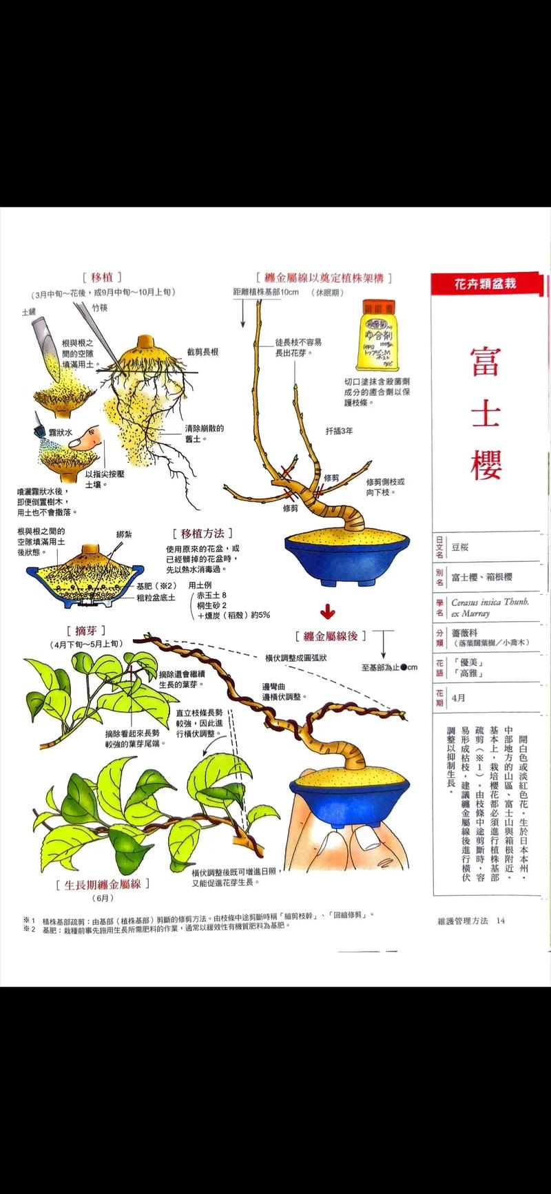 樱花树怎么修剪才好看?掌握家庭养护六要素,轻松塑造自然树形 修剪:去弱留强,先观树势再动剪