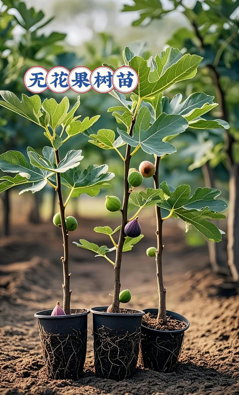 适种地区与结果年限：精准匹配是关键
