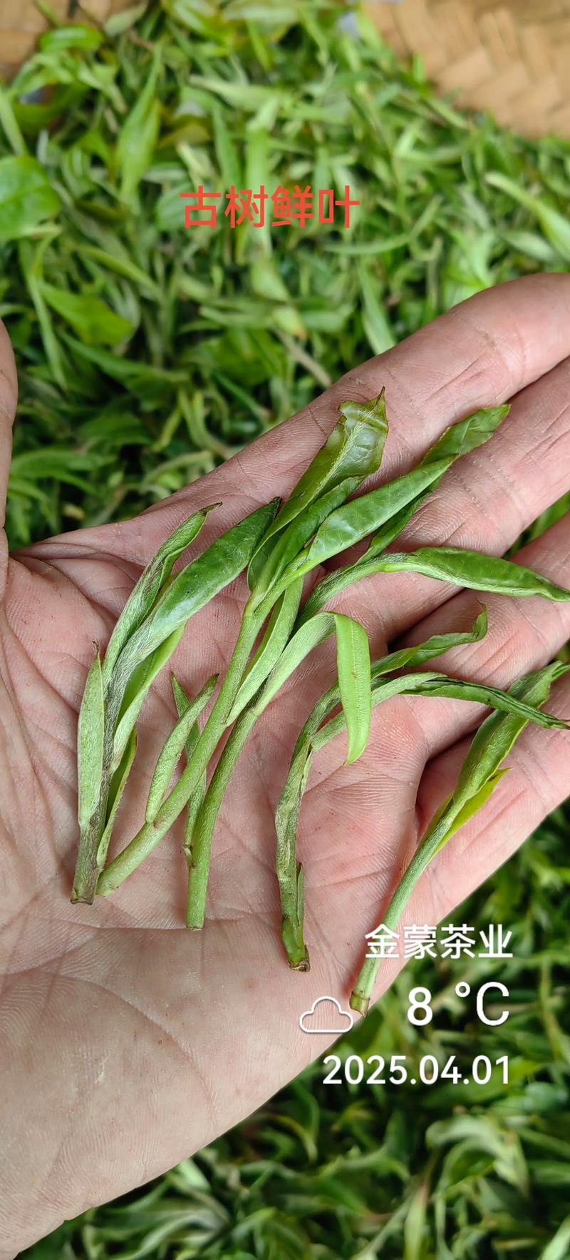 云南古树红茶怎么样?从古茶树习性看种植与品饮价值 三、光照水分需求:喜光但怕晒,年雨量是关键