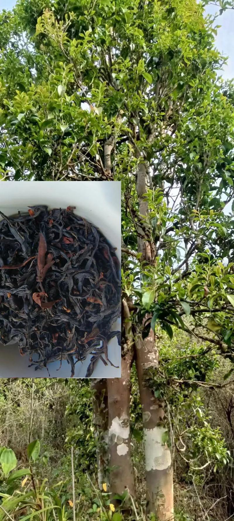 云南古树红茶怎么样?从古茶树习性看种植与品饮价值 六、南方vs北方:差异化养护建议