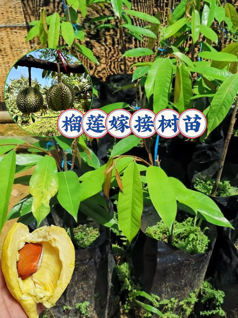 榴莲苗怎么种植?从选时到成活的7步实操指南(附参数) 三、栽前处理