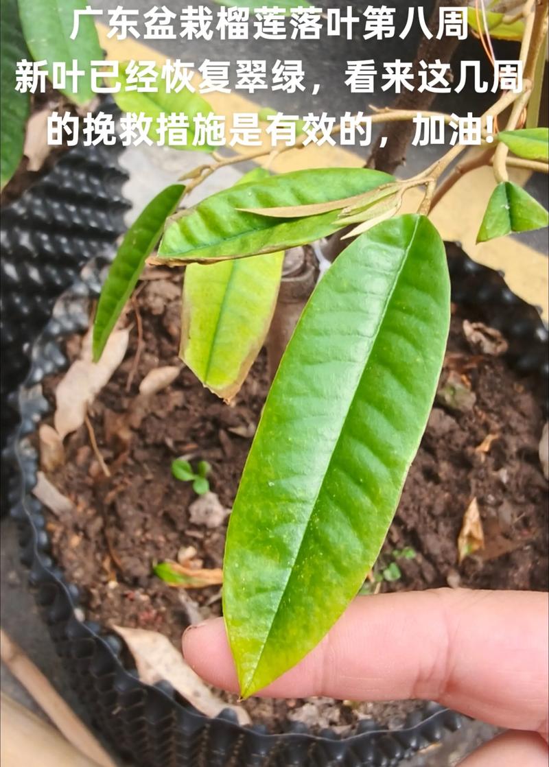榴莲苗怎么种植?从选时到成活的7步实操指南(附参数) 五、浇定根水