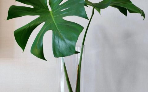 水培龟背竹最忌三种水是什么？水质管理全攻略