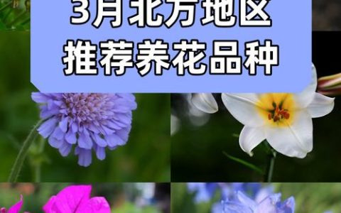 什么切花花期长？10种瓶插观赏期超15天的切花品种与养护全指南