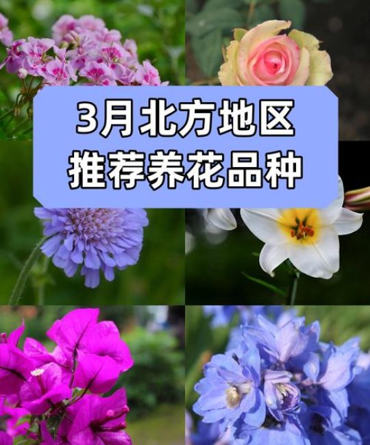 什么切花花期长？10种瓶插观赏期超15天的切花品种与养护全指南