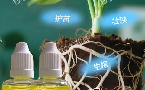 水稻秧苗能用生根剂吗？科学解析与实用指南