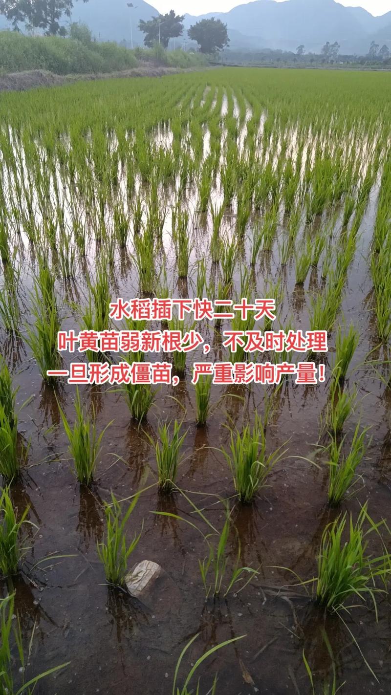 二、水稻秧苗使用生根剂的必要性