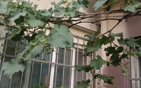 葡萄籽能不能种出葡萄树？从播种到成活的实操指南