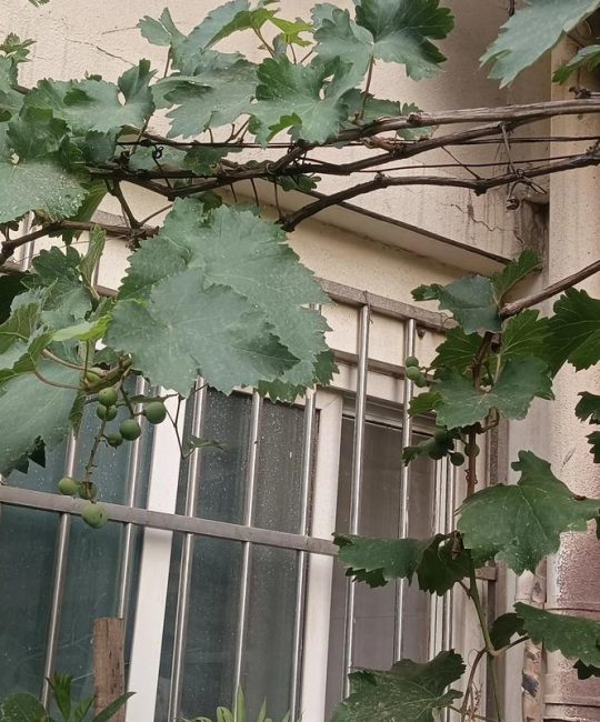 葡萄籽能不能种出葡萄树？从播种到成活的实操指南