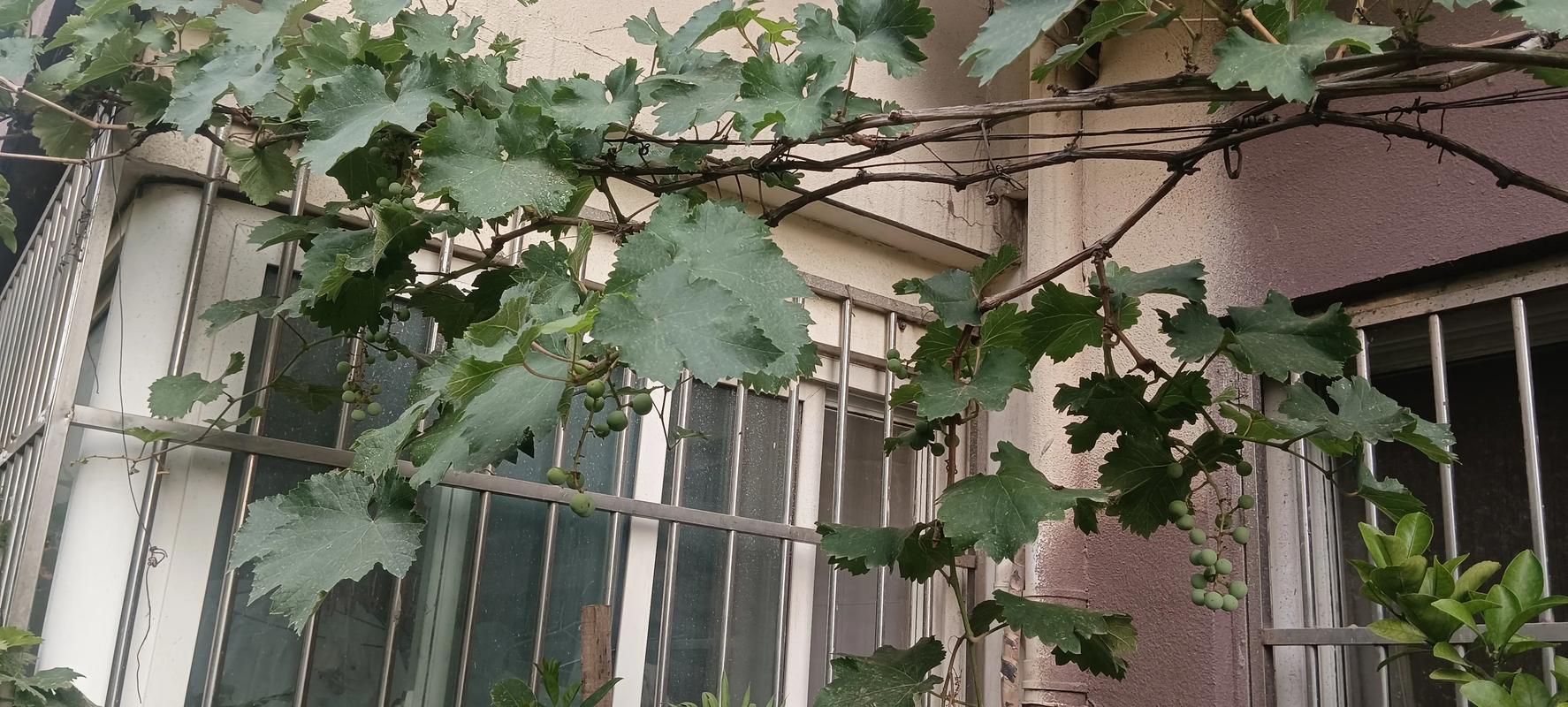 葡萄籽能不能种出葡萄树?从播种到成活的实操指南 葡萄籽能不能种出葡萄树?从播种到成活的实操指南