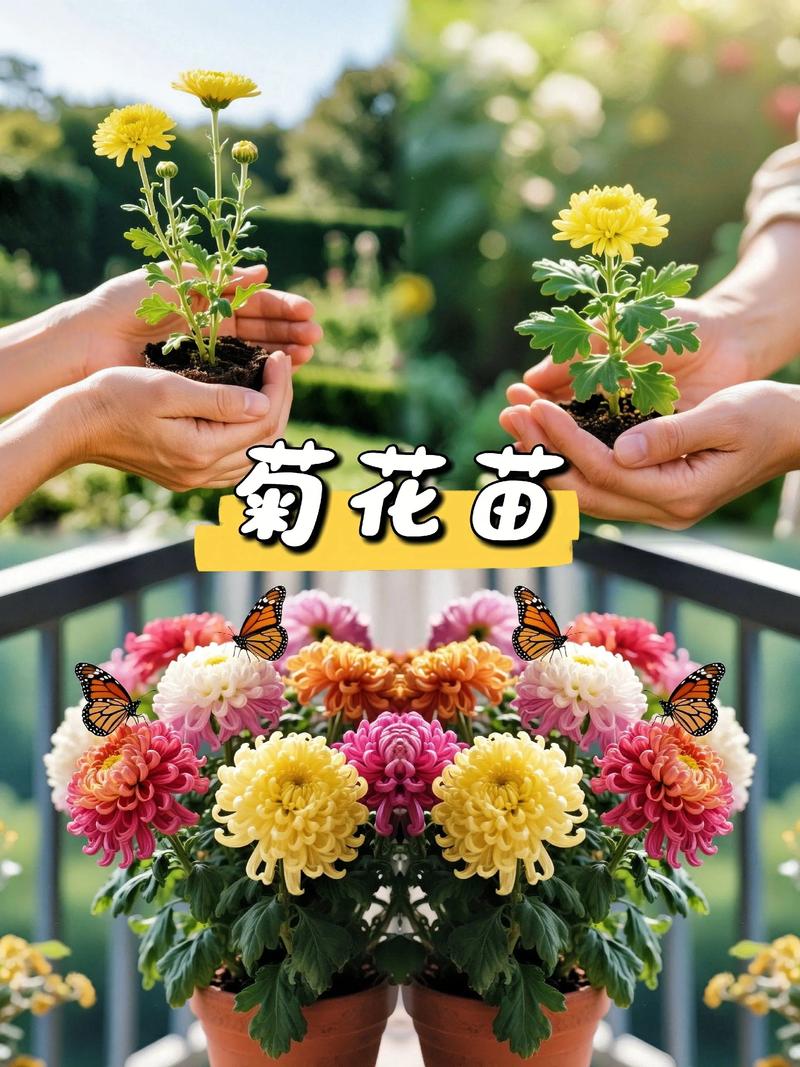 家门口可以种菊花吗?门前菊花地栽与盆栽指南 五、栽前处理与栽植深度