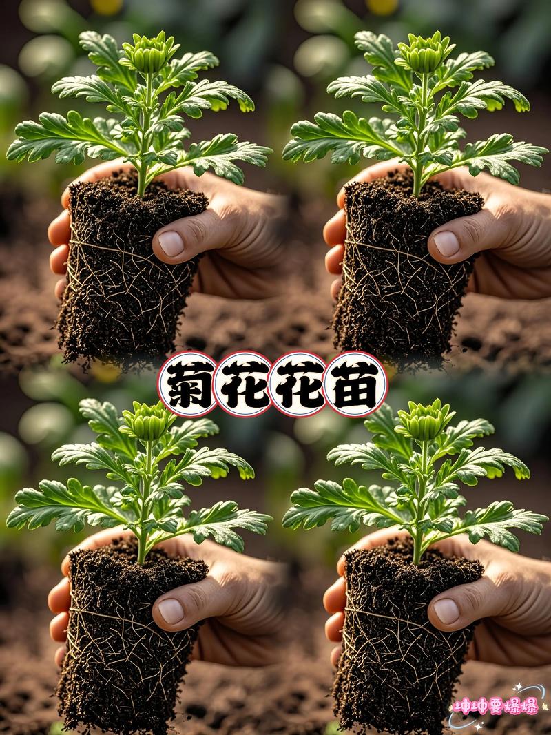 家门口可以种菊花吗?门前菊花地栽与盆栽指南 六、浇定根水与缓苗
