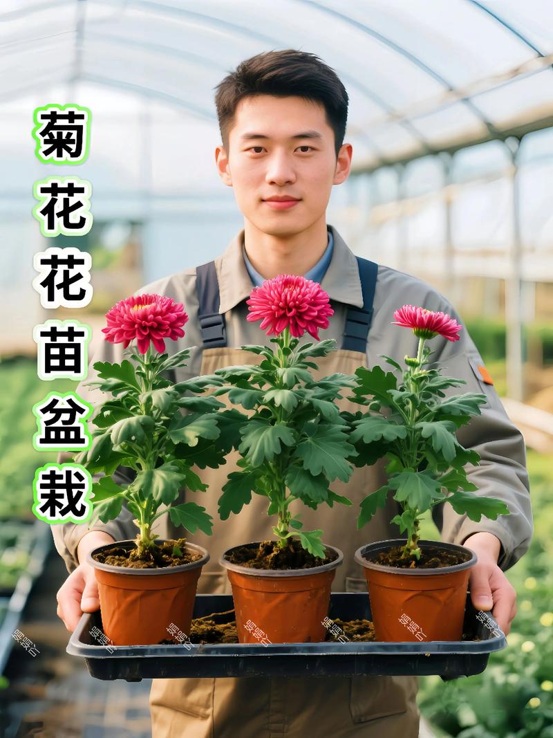 家门口可以种菊花吗?门前菊花地栽与盆栽指南 七、成活后注意