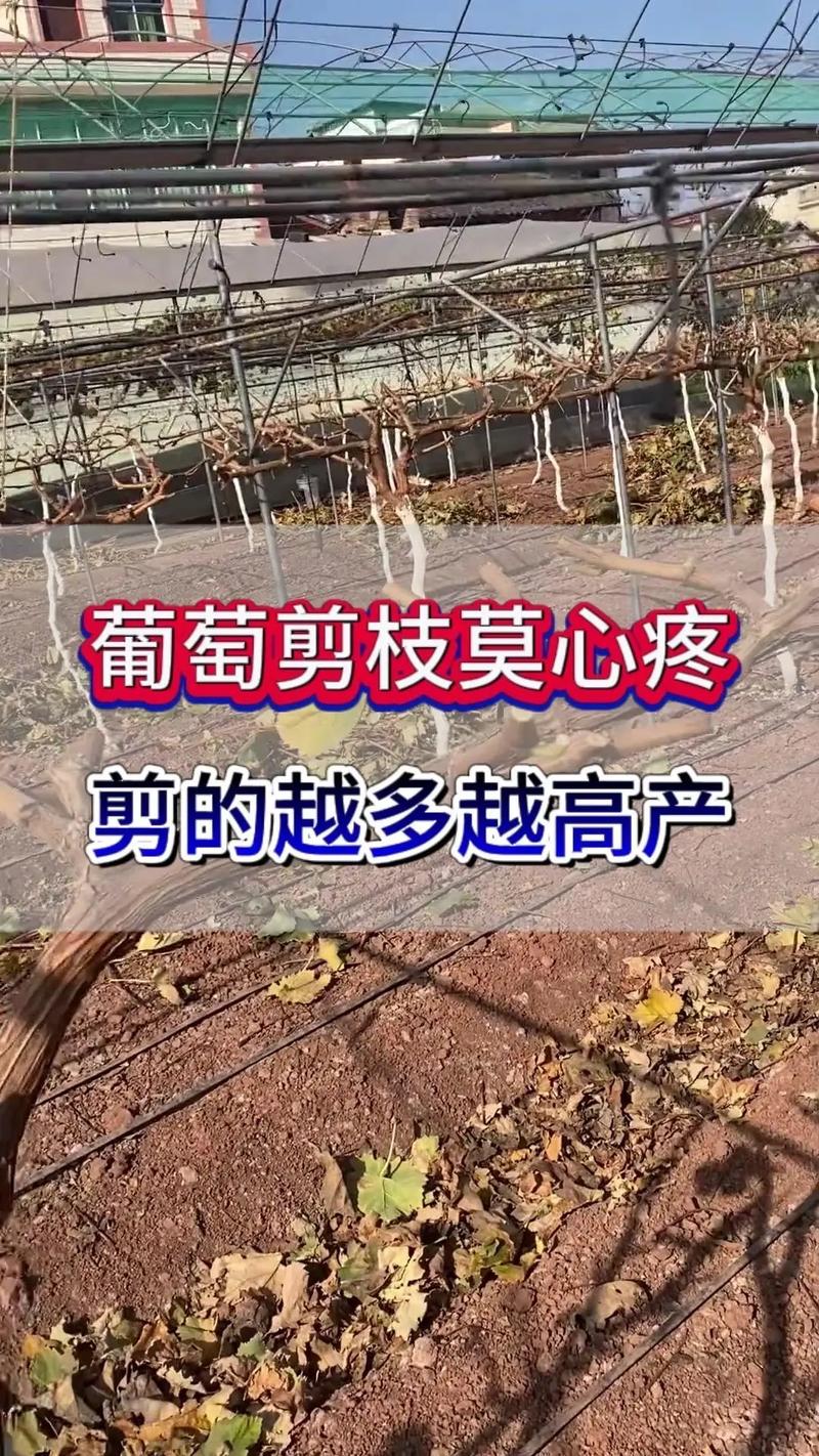 葡萄树移栽要剪根须吗?答案是要剪,但必须按这个标准剪 五、栽植深度与浇定根水