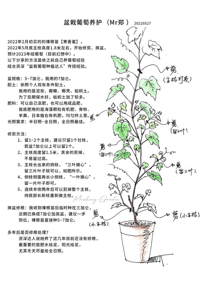 葡萄树移栽要剪根须吗?答案是要剪,但必须按这个标准剪 七、常见错误提醒