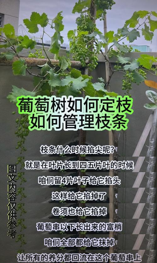 葡萄树移栽要剪根须吗?答案是要剪,但必须按这个标准剪 六、缓苗期管理(栽后7-15天)
