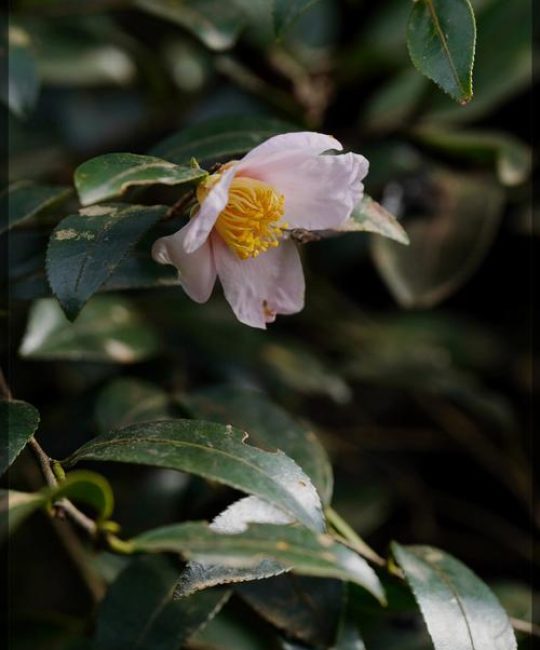 山茶花：观赏与食用价值并存，安全性需谨慎对待