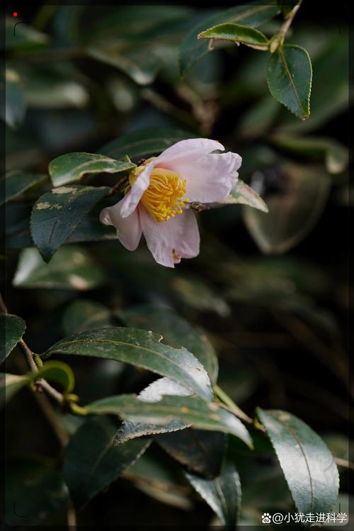 山茶花:观赏与食用价值并存,安全性需谨慎对待 山茶花:观赏与食用价值并存,安全性需谨慎对待