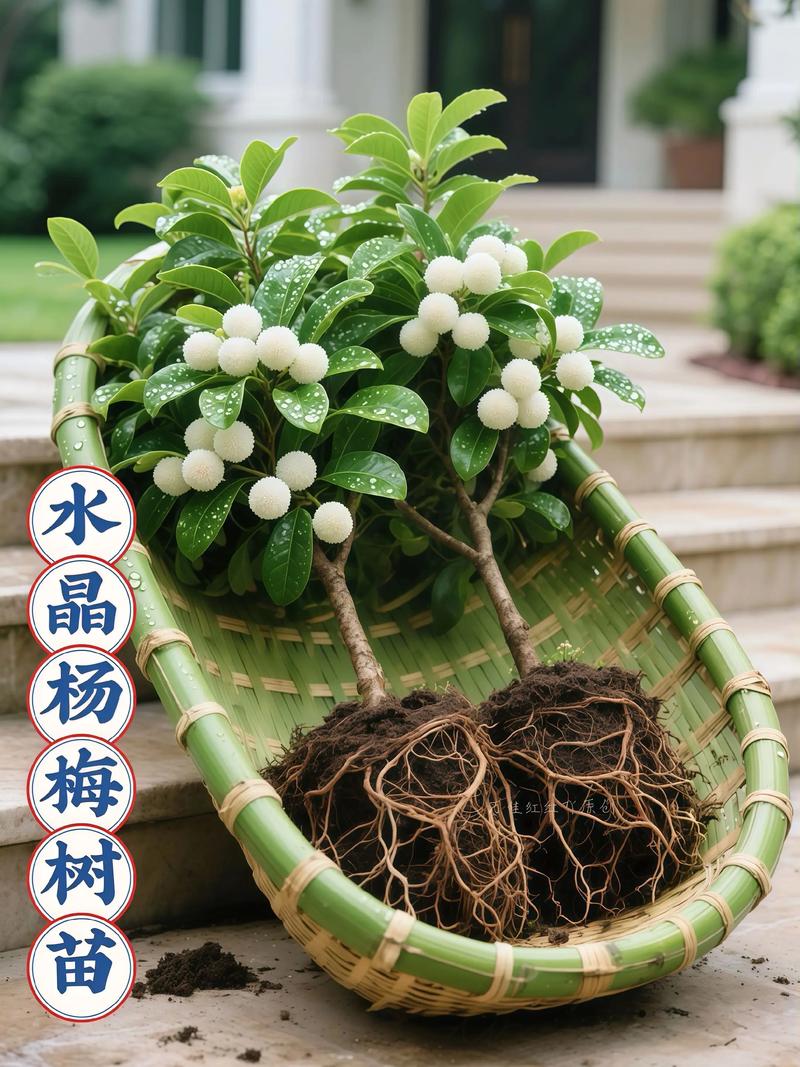 水晶杨梅苗哪里最好?选购优质苗木的全面指南 二、如何判断“最好”的苗圃