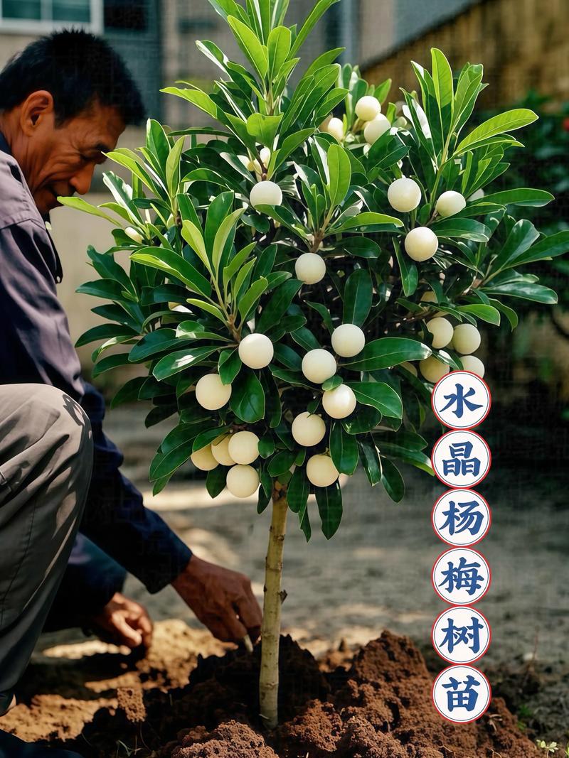 水晶杨梅苗哪里最好?选购优质苗木的全面指南 五、总结
