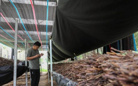金蝉养殖用什么树？选对寄主植物是丰产的关键