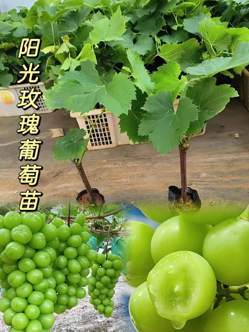 常见问题 (FAQ)