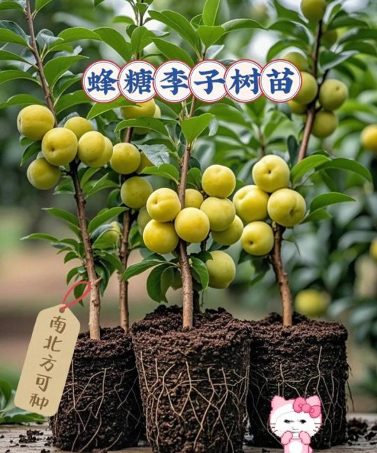 李子树怎么种植：从选苗到挂果的7个关键环节，新手也能种出高产