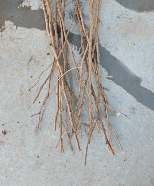 银杏果（白果）种植方法：打破休眠与发芽成苗全攻略
