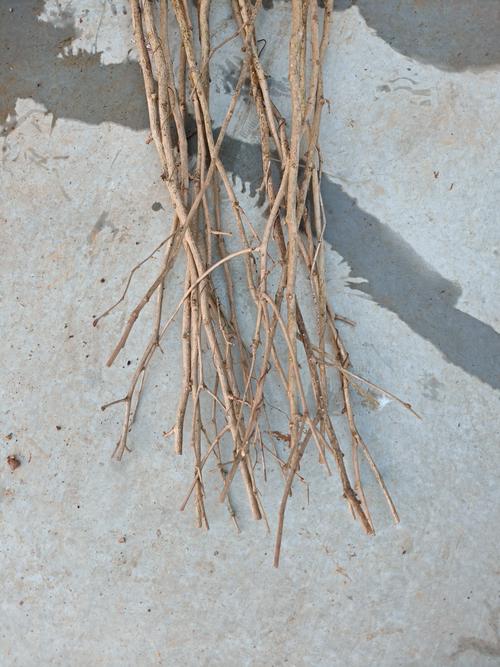 银杏果(白果)种植方法:打破休眠与发芽成苗全攻略 银杏果(白果)种植方法:打破休眠与发芽成苗全攻略