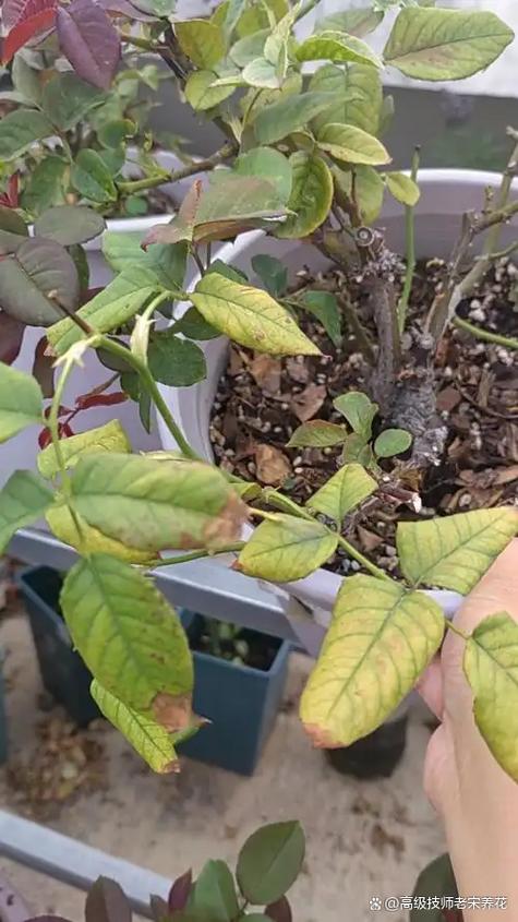 月季花黄叶怎么处理?四大原因与系统排查指南 常见判断误区