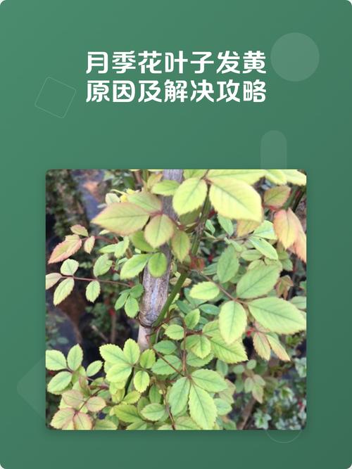月季花黄叶怎么处理?四大原因与系统排查指南 处理办法