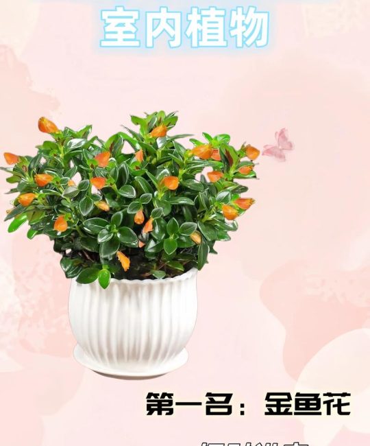 属猴养什么花带来好运和财运？园艺达人的吉祥植物推荐