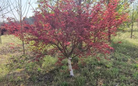 红枫树苗多少钱一颗？规格、产地、季节影响报价详情