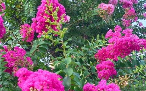 紫薇花期多长时间？紫薇促花养护与观赏期延长全攻略