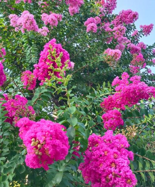 紫薇花期多长时间？紫薇促花养护与观赏期延长全攻略