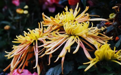 菊花是什么季节开放的？秋季赏菊全攻略